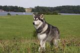 ALASKAN MALAMUTE 725